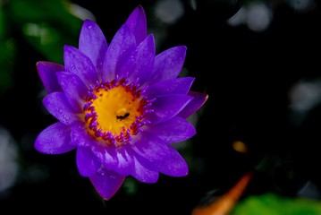 Fototapeta premium Purple Lotus in the pool after rain