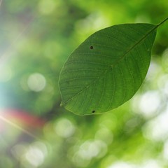 green tree leaves and branches in the nature, green background