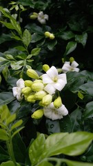 Obraz premium Flower