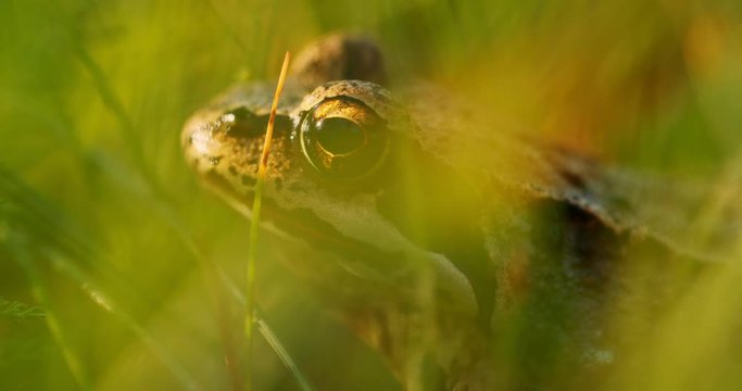 Close-up frog in the wild. hid among leaves and sticks. Macro shooting