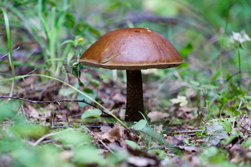 A cute birch aching, leccinum scabrum, fungus known as a coarse-stemmed ballet, or a Porsche stem close-up in the autumn forest.