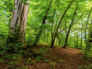 Trunk of a big Oriental beech tree growing beside trail path