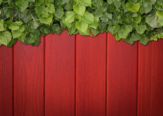Wood planks covered by green leaves. Green ivy leaves climbing on wooden fence. Natural background texture.
