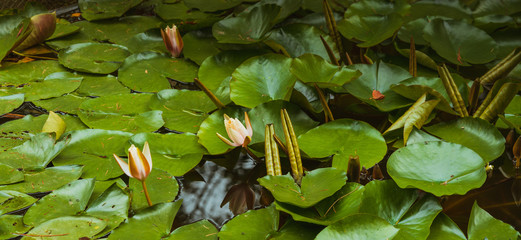 Lilia wodna, lilie © Dreamnordno