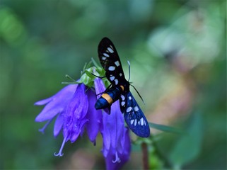 butterfly on a flower