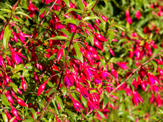 Fototapeta premium Fuchsia de Magellan aux fleurs rouge et violacée aux longues étamines (Fuchsia magellanica)