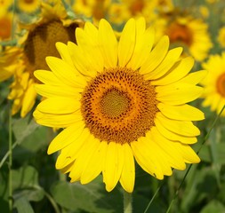 A close view of the bright yellow sunflower in the field.