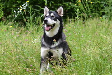 Malamute 