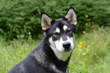 Malamute