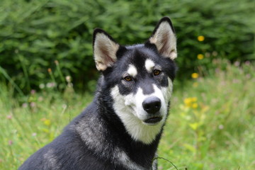Malamute