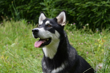Malamute