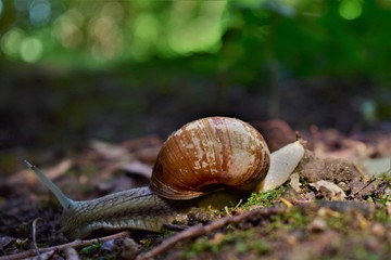 snail on a leaf