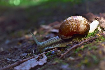 snail on a green leaf