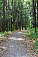 Trail with yellow leaves in green forest, sunlight. Nature, autumn, travel concept
