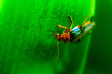 beetle fireman on a green leaf, beetle, insect
