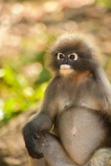 The dusky langur is pregnant. She  wait for food from people who come to watch them every morning at Khao Lom Muak,Thailand