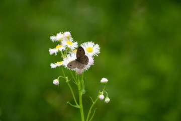 White flowers and brown butterfly.
