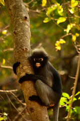 The dusky leaf monkey  wait for food from people who come to watch them every morning at Khao Lom Muak,Thailand