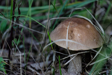A cute birch aching, leccinum scabrum, fungus known as a coarse-stemmed ballet, or a Porsche stem close-up in the autumn forest.