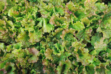 Naklejka premium Lettuce leaves. Green lettuce in the garden, leaves, vitamin, food, greenery, close, up, vegetarian, cuizine, kitchen, salad, healthy, fresh, organic, nature