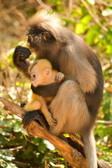 The dusky leaf monkey wait for food from people who cto watch them every morning at Khao Lom Muak,Thailand