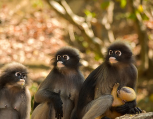 The dusky leaf monkeys and their baby  wait for food from people who come to watch them every morning in the south of Thailand