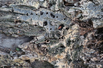 texture of bark of a tree