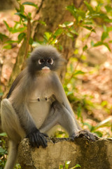 The dusky leaf monkey is pregnant. She  wait for food from people who come to watch them every morning at Khao Lom Muak,Thailand
