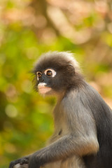 Obraz premium The dusky leaf monkey wait for food from people who cto watch them every morning at Khao Lom Muak,Thailand