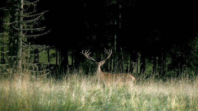 Red deer wildlife animal in natural evironment