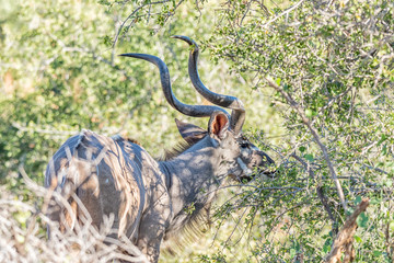 Greater kudu bull browsing on a bush