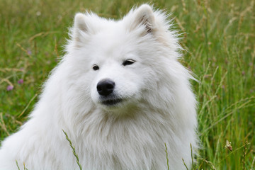 samoyede