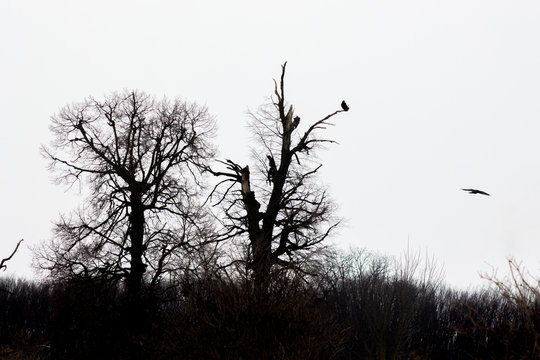 Dark trees and birds on sky background, wildlife_