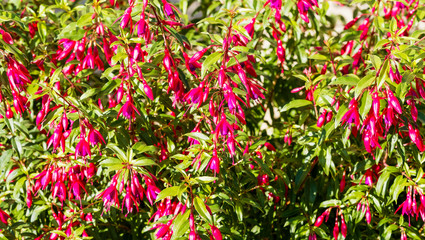 Fleurs de Fuchsia de Magellan (Fuchsia magellanica) 