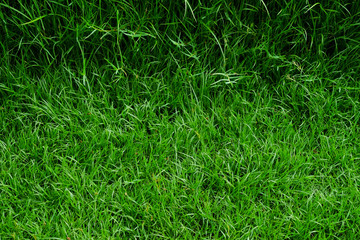 green grass texture