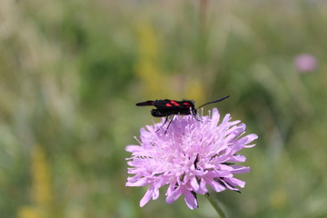 insecte noir et rouge sur une fleur 