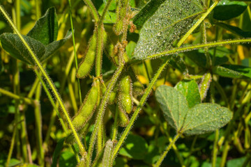 soybean pod filled with beans in a field against the sky