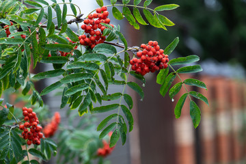 Red rowan berries on the rowan tree branches, ripe rowan berries closeup and green leaves in autumn...