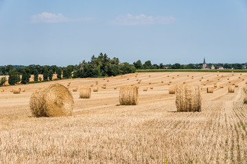 Fototapeta premium Field with hay bales after harvest in summer