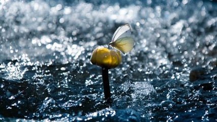Tender beautiful butterfly on a yellow water lily on a background of water and rain. Summer...
