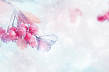 Winter magic forest tale. Fragile tender butterfly and pink berries in a snowy forest. Winter and autumn concept. Soft focus. Free space for text.