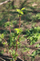 Young raspberry leaves in spring