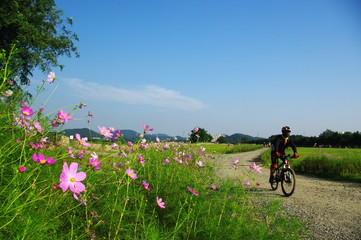 코스모스. 가을. 자전거도로. 하늘. 풍경. 