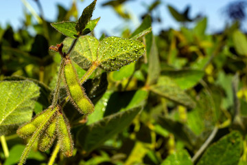 soybean pod filled with beans in a field against the sky