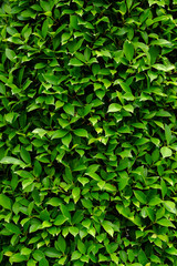 green bush wall