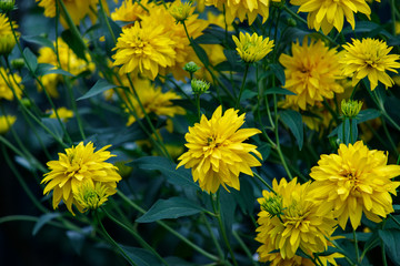 Rudbeckia laciniata yellow flowers closeup