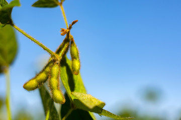 soybean pod filled with beans in a field against the sky