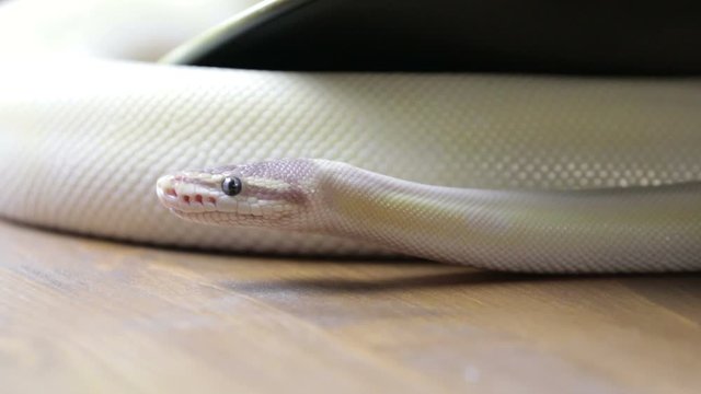 Python snake flicking forked tongue