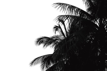 coconut tree silhouette on white background