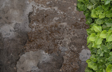 Old painted concrete wall creeper vines, ivy. Vintage panoramic banner background.